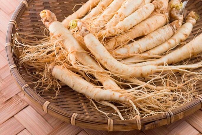Ginseng root for the preparation of tinctures that stimulate blood circulation in the tissues of the penis